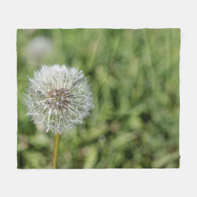 Vit dandelionblomma på grönt gräs fleecefilt (Framsidan (Horisontell))