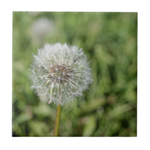Vit dandelionblomma på grönt gräs kakelplatta