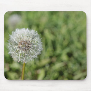 Vit dandelionblomma på grönt gräs musmatta