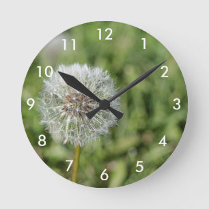 Vit dandelionblomma på grönt gräs rund klocka