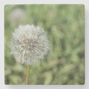 Vit dandelionblomma på grönt gräs stenunderlägg