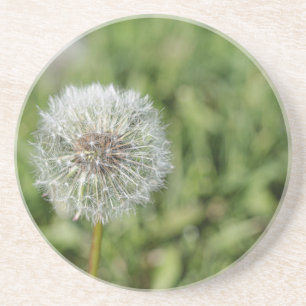 Vit dandelionblomma på grönt gräs underlägg