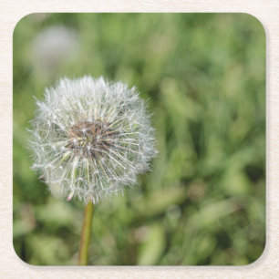 Vit dandelionblomma på grönt gräs underlägg papper kvadrat