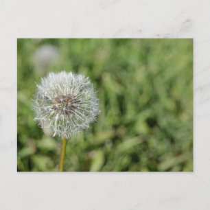 Vit dandelionblomma på grönt gräs vykort