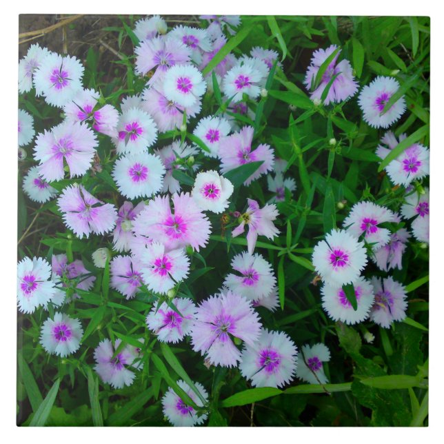 Vit Dianthus Blomma Kakel (Framsidan)