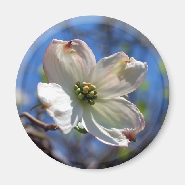 Vit Dogwood Flower Magnet (Framsidan)
