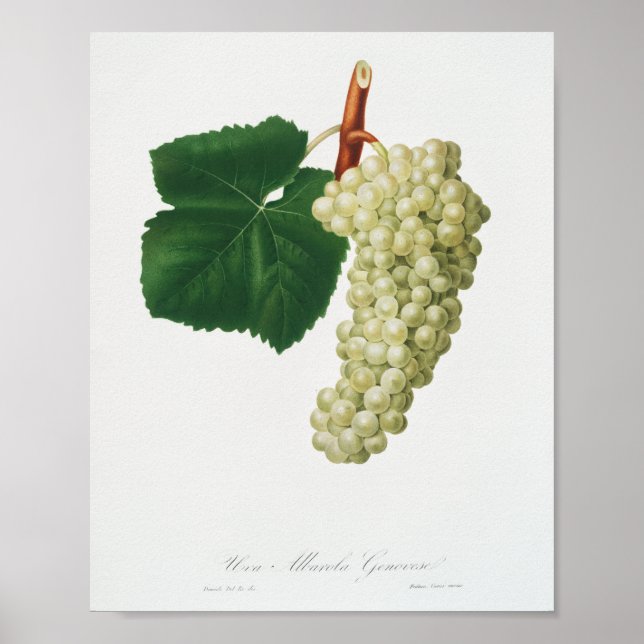 Vit druva (Vitis vinifera genuensis)  Poster (Framsidan)
