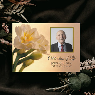 Vit Dubbla Daffodils Flowers Firande Life Inbjudningar