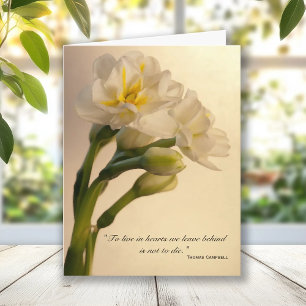 Vit Dubbla Daffodils Sympati Tack Kort