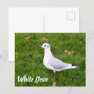 Vit duva för fågel och Pigeon älskare-gåva Helg Vykort