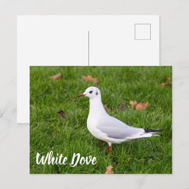 Vit duva för fågel och Pigeon älskare-gåva Helg Vykort (Fram/baksida)