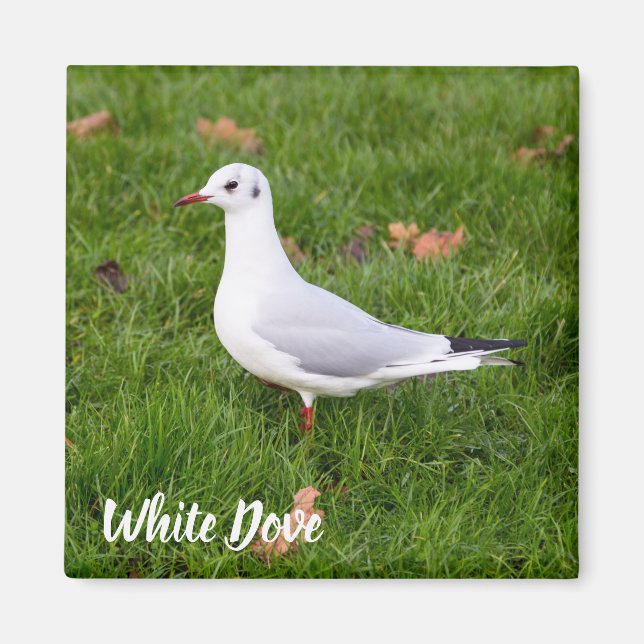 Vit duva för fågel och Pigeon älskare-gåva Magnet (Framsidan)