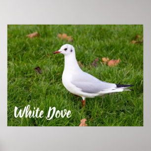 Vit duva för fågel och Pigeon älskare-gåva Poster