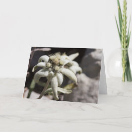 Vit Edelweiss Kort