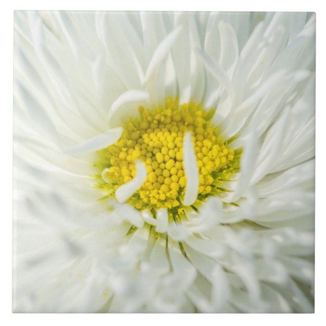 Vit engelsk Daisy Flower Kakelplatta (Framsidan)