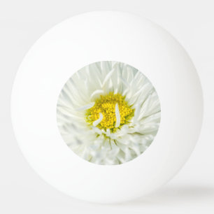 Vit engelsk Daisy Flower Pingisboll