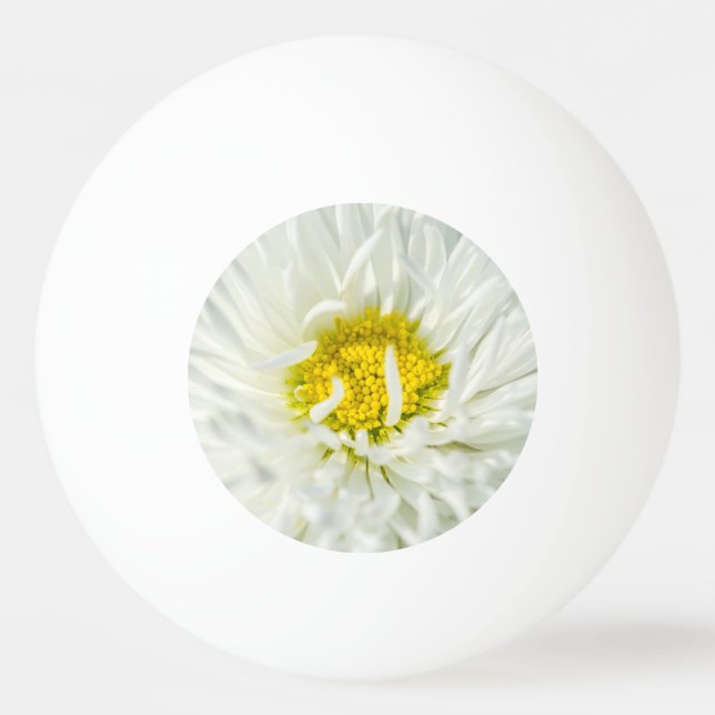 Vit engelsk Daisy Flower Pingisboll (Framsidan)