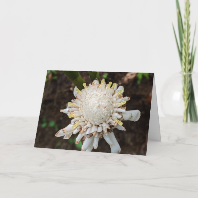 Vit fackel ingefära blomma fotografering tack kort (Framsida)