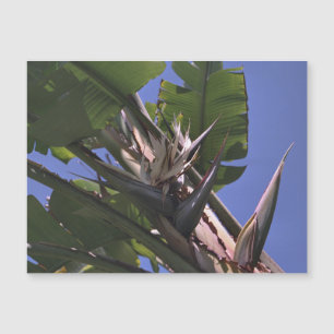 Vit fågel av Paradise Magnetic Card-kylare