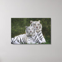 Vit fas, Bengal Tiger, Tigris