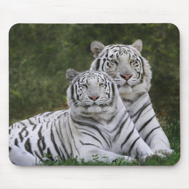 Vit fas, Bengal Tiger, Tigris Musmatta (Framsidan)