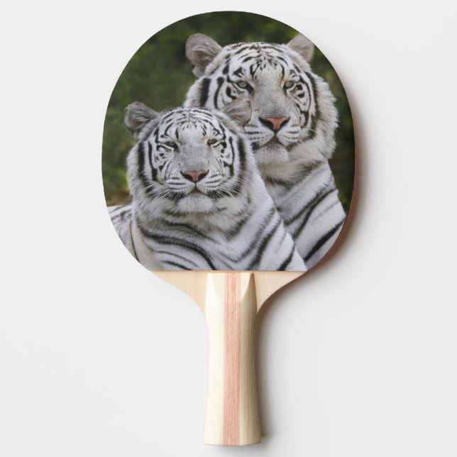 Vit fas, Bengal Tiger, Tigris Pingisracket (Framsidan)