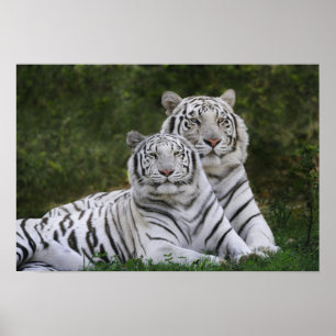 Vit fas, Bengal Tiger, Tigris Poster