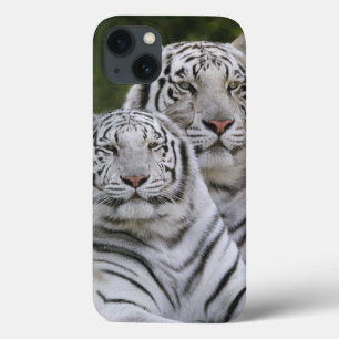 Vit fas, Bengalisk tiger, Tigris