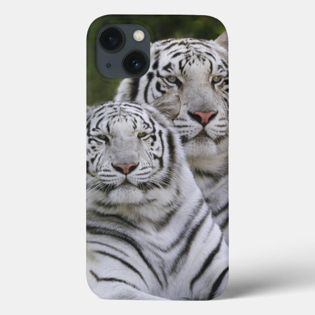 Vit fas, Bengalisk tiger, Tigris (Baksida)