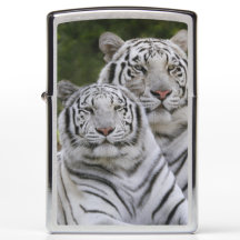 Vit fas, Bengalisk tiger, Tigris