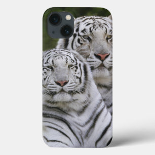 Vit fas, Bengalisk tiger, Tigris
