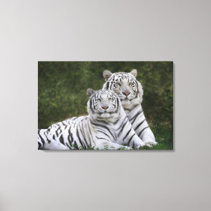 Vit fas, Bengalisk tiger, Tigris Canvastryck