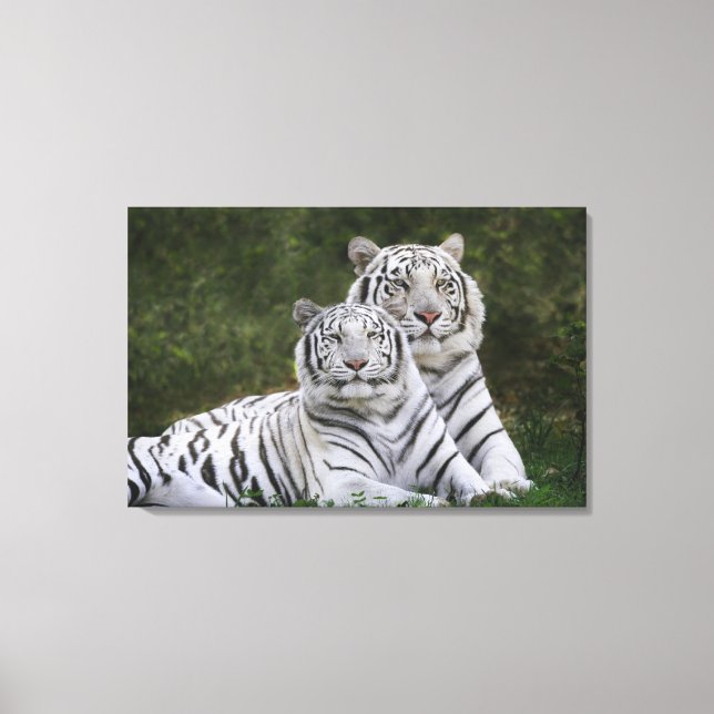 Vit fas, Bengalisk tiger, Tigris Canvastryck (Framsida)