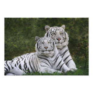 Vit fas, Bengalisk tiger, Tigris Fototryck