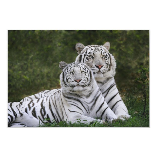 Vit fas, Bengalisk tiger, Tigris Fototryck (Framsidan)