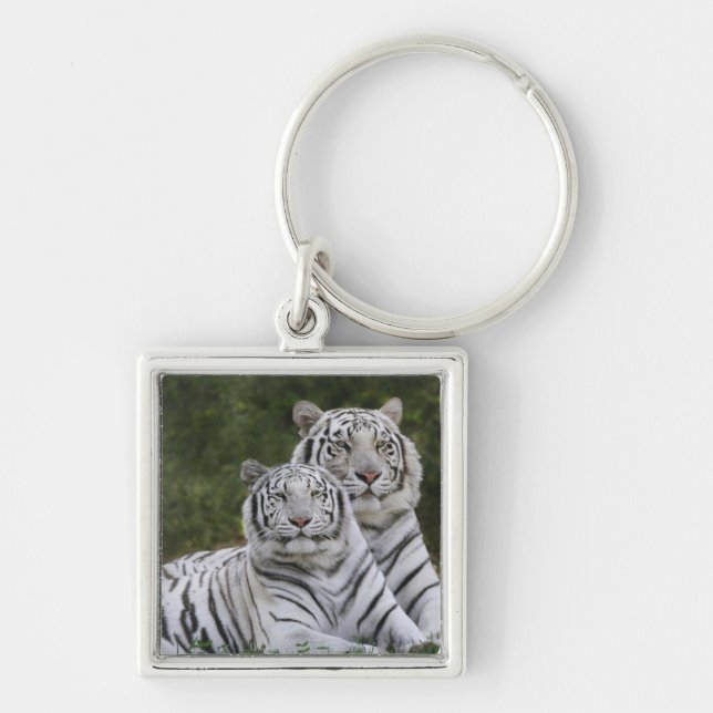 Vit fas, Bengalisk tiger, Tigris Fyrkantig Silverfärgad Nyckelring (Framsidan)