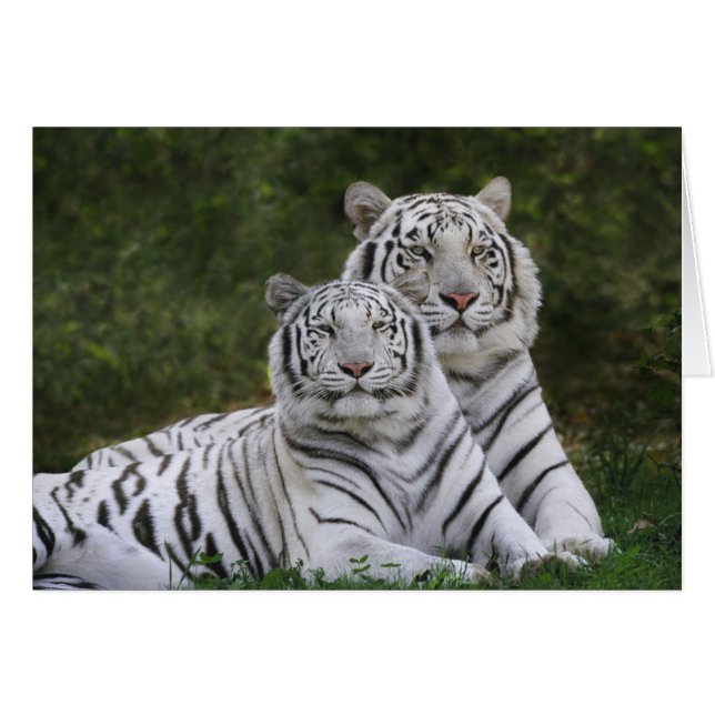 Vit fas, Bengalisk tiger, Tigris Hälsningskort (Framsidan Horizontal)