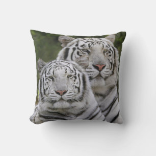 Vit fas, Bengalisk tiger, Tigris Kudde