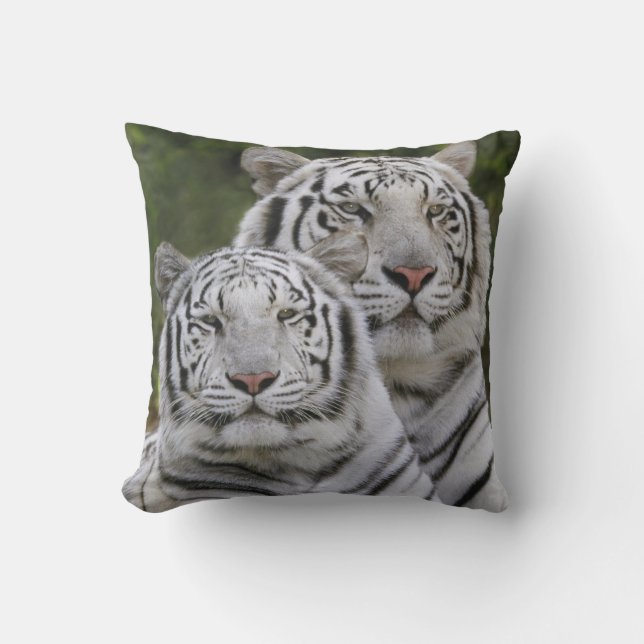 Vit fas, Bengalisk tiger, Tigris Kudde (Framsida)