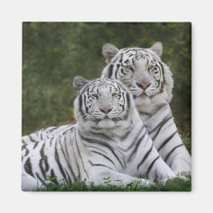 Vit fas, Bengalisk tiger, Tigris Magnet