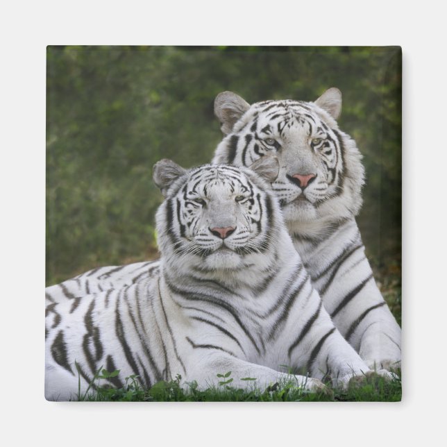 Vit fas, Bengalisk tiger, Tigris Magnet (Framsidan)