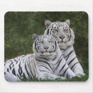 Vit fas, Bengalisk tiger, Tigris Musmatta