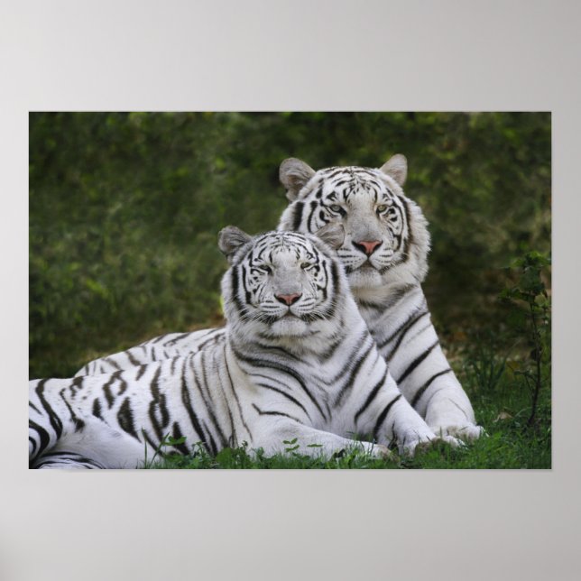 Vit fas, Bengalisk tiger, Tigris Poster (Framsidan)