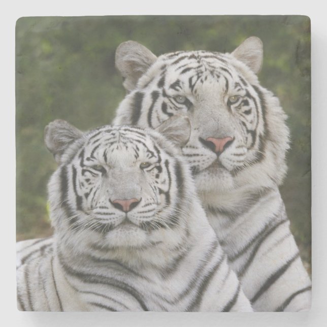 Vit fas, Bengalisk tiger, Tigris Stenunderlägg (Framsidan)