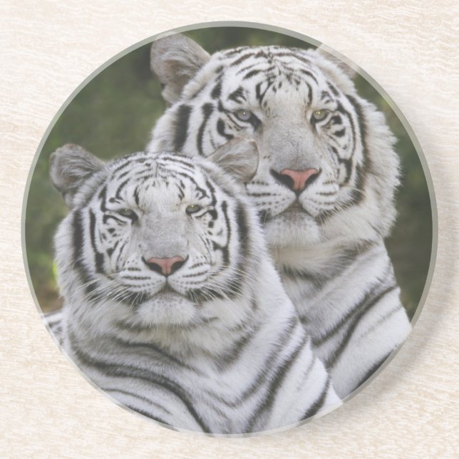 Vit fas, Bengalisk tiger, Tigris Underlägg Sandsten (Framsidan)