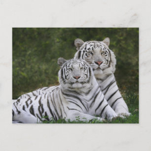 Vit fas, Bengalisk tiger, Tigris Vykort