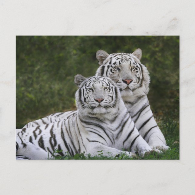 Vit fas, Bengalisk tiger, Tigris Vykort (Framsida)