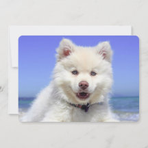 Vit finsk Lapphund Puppy Cute