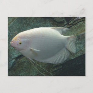 Vit fisk vykort