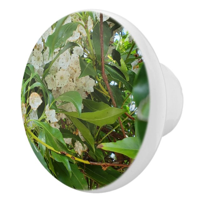 Vit fjällros  knopp (Höger)